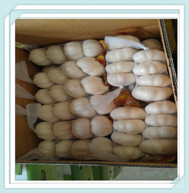 garlic price for 4.5cm packing in 20kg mesh bag Supply