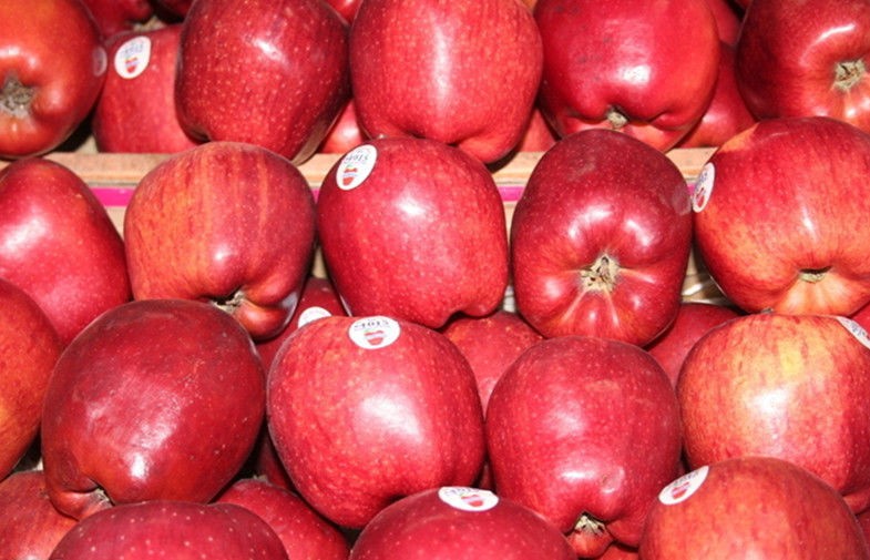 Red Delicious Organic Fuji Apple With Smooth Surface Improving Immunity