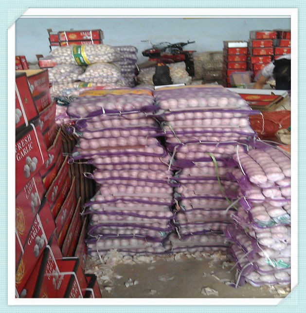 Dry jinxiang fresh red normal pure white garlic factory in china for sale