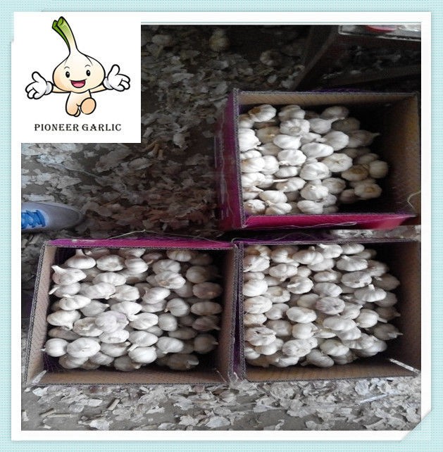 New Price Chinese Fresh Garlic Jinxiang Snow White Garlic 500g Bag