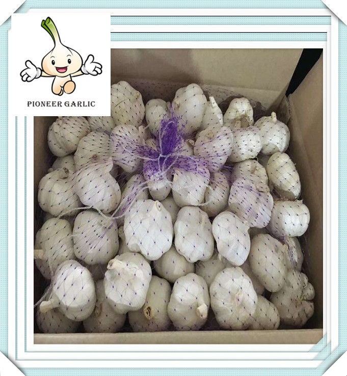 China Fresh White Natural Garlic Supplier garlic for sale 5pcs in 10kg carton jining