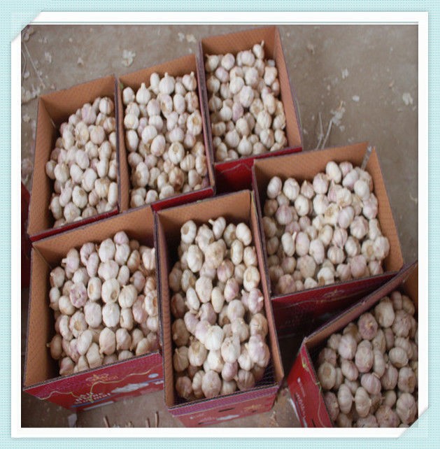 Shandong Jinxiang Pure White Garlic Fresh garlic of small mesh in carton