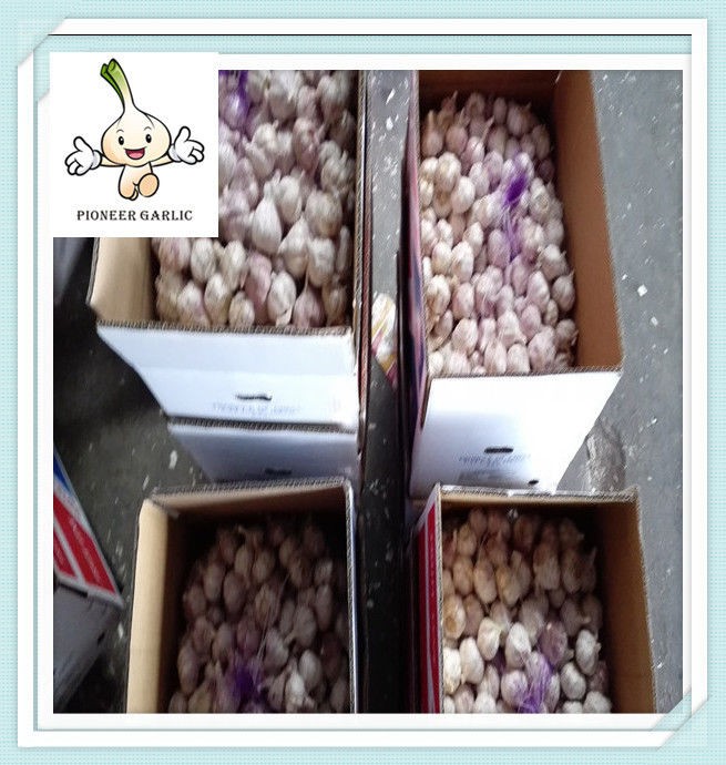 Fresh garlic price of 2015 Wholesale Garlic fresh white garlic in cartons
