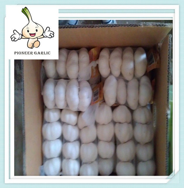 nature garlic 5.0cm 5.5cm 6.0cm mesh bag China natural Fresh Pure white garlic