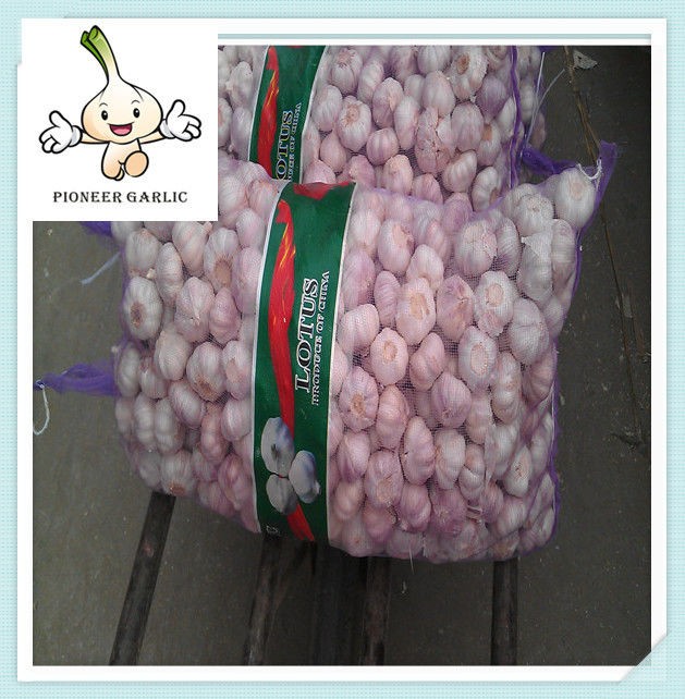 china normal white garlic market price 500g in mess bag