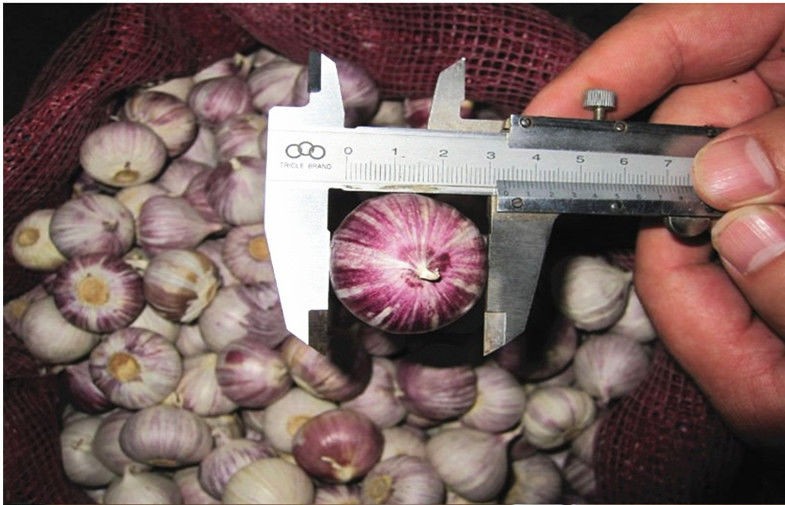 4.5 - 6.5cm Red Organic Fresh Garlic For Medicine Containis Vit. B9 , Mg