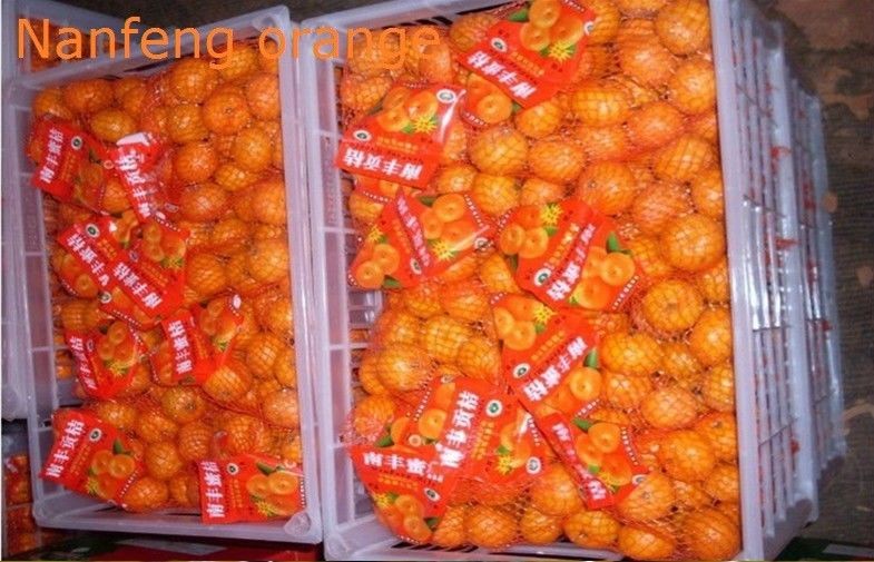 Jiangxi Nanfeng mandarina fresca dulce jugosa contiene luteína y zeaxantina, pericarpio delgado, naranja brillante