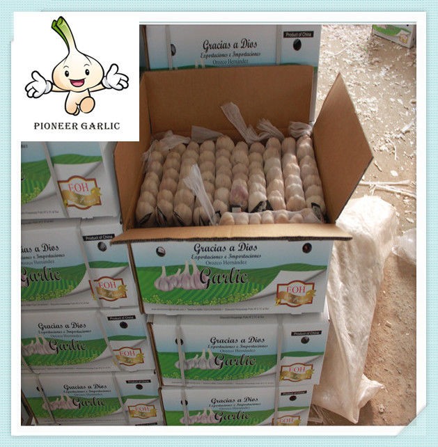 Fresh Snow White Garlic 5.0CM 5Pcs/Bag In 10kg Carton