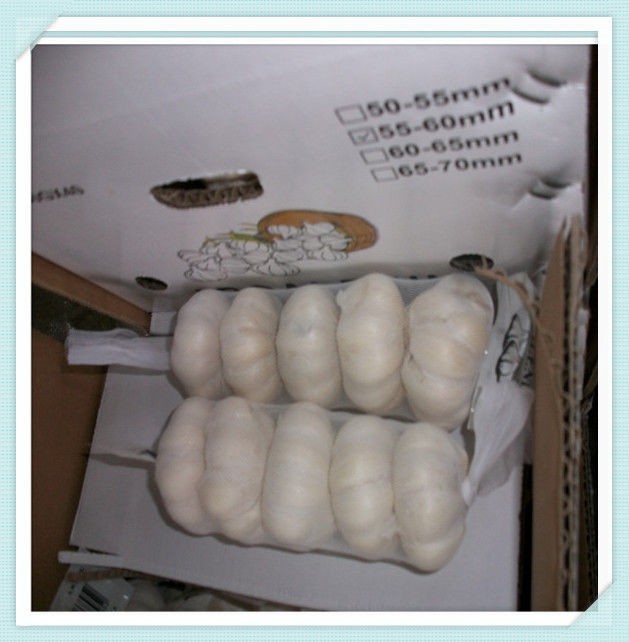 New Crop Jinxiang Fresh Garlic in Carton or Mesh bags