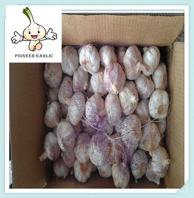 Pure White Garlic 5.5 by 500gx16bag / carton with low price