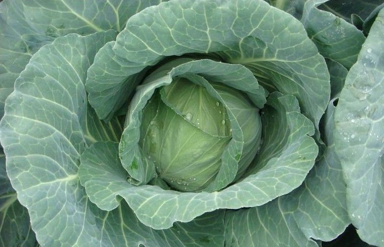 Crunchy Round Chinese Napa Cabbage With Dietary Fiber For Salads , Sandwiches, Improve human immunity