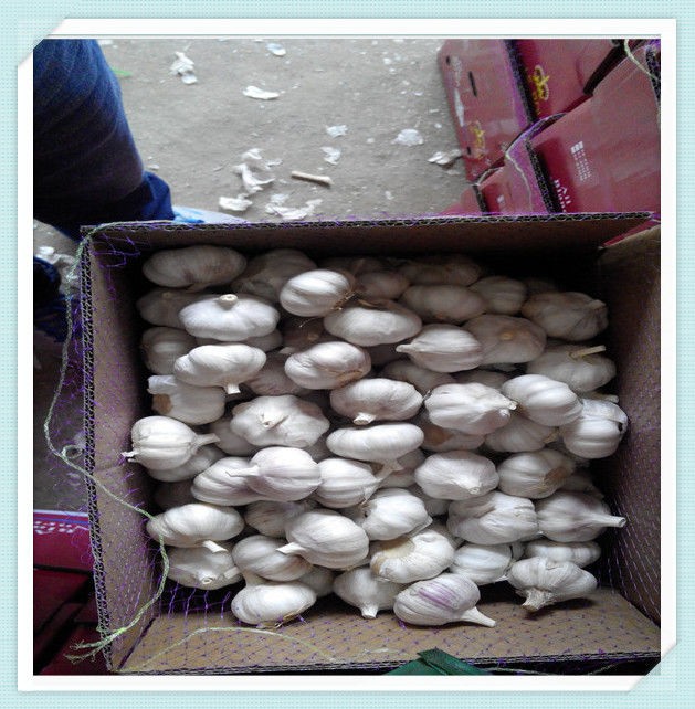 Best Quality Pure White Garlic export to Ecuador red garlic