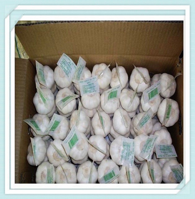 10kg / carton Chinese Pure white Fresh Garlic for world market