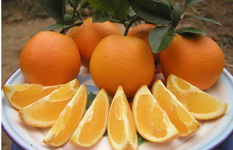 vitamina C naranja navel fresca sin semillas contiene zinc, proteína durante mucho tiempo almacenada, superficie lisa de la fruta