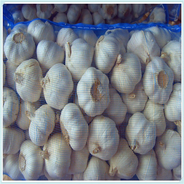 Fresh normal white Haiti garlic 2015 fresh white garlic exporter in china