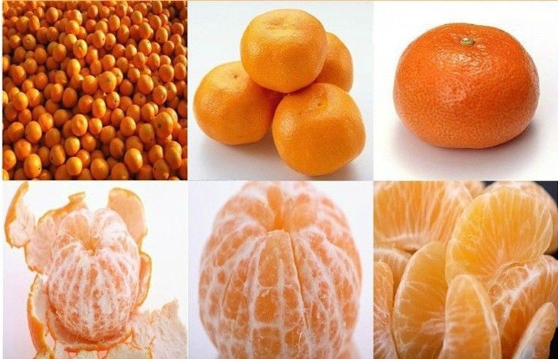 dulce bebe mandarina fresca