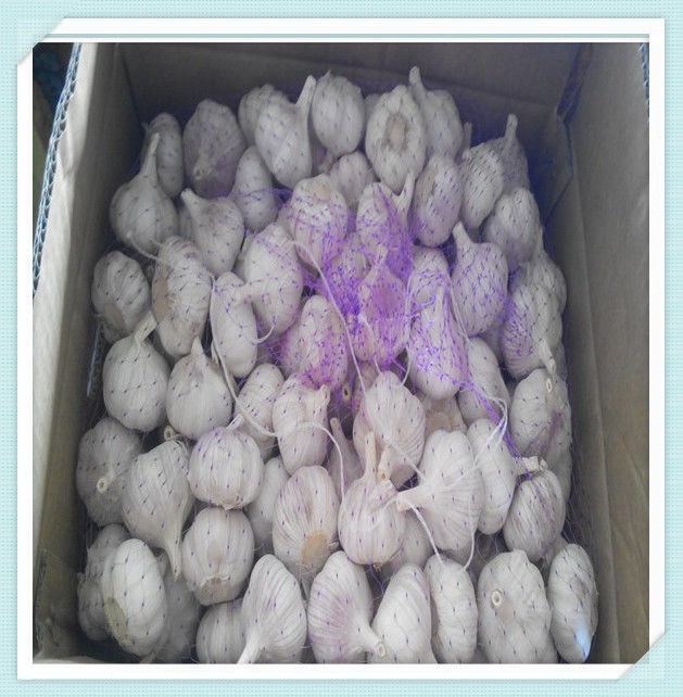 10kg/ carton Chinese Pure white Fresh Garlic for nigalagua market