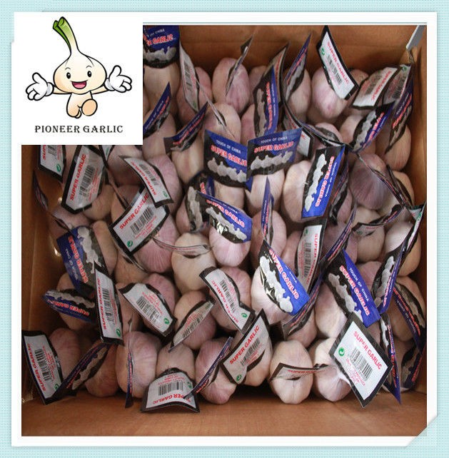 Wholesale White Garlic Price from China 5.0cm 200gx50/carton