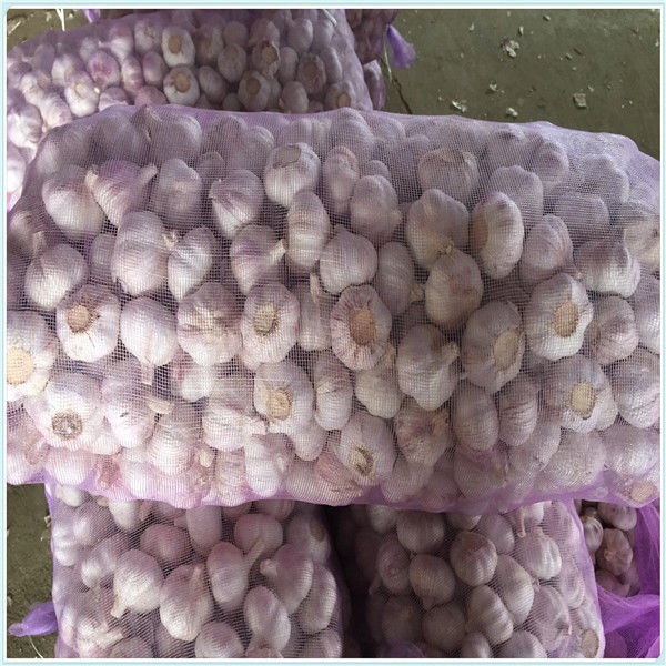 white garlic in high quality purple garlic first quality clean