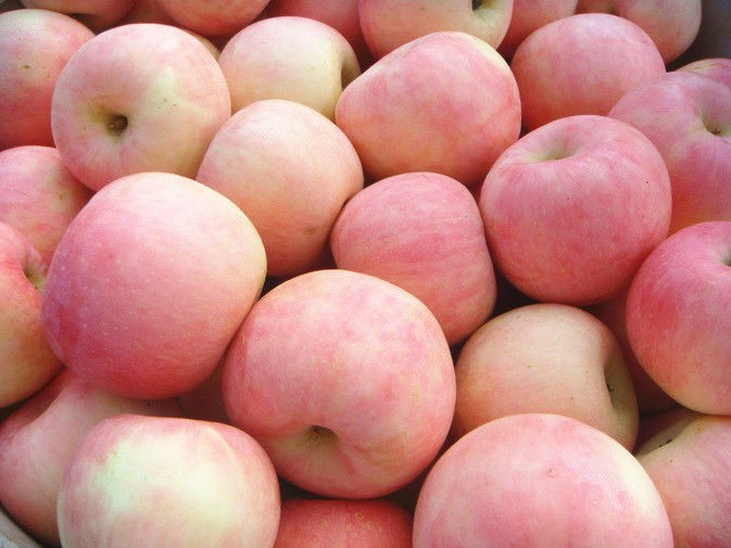 Big Organic Fresh Fuji Apple Long Shelf Life Rich In Carbohydrates