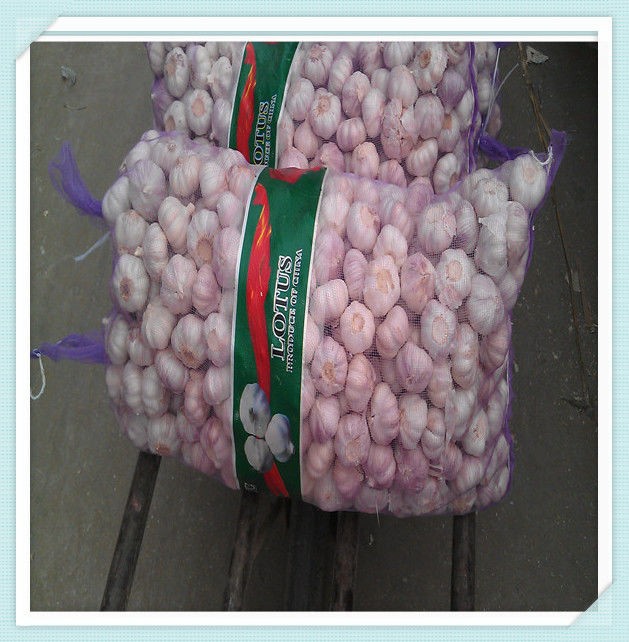 10Kg/carton Garlic 5.5cm-6.0cm mesh bag pure white garlic
