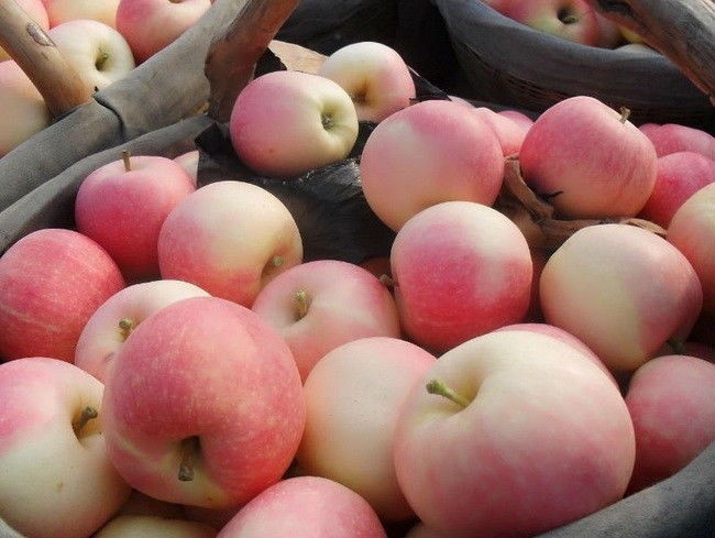 Crisp Juicy Fresh Gala Apple No Residual Pesticide For Preventing Prostate Cancer, Fruit medium - large