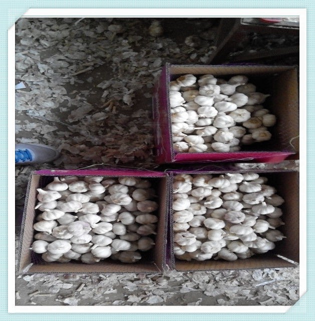 2015 chinese new garlic in mesh bag packing Fresh Garlic White