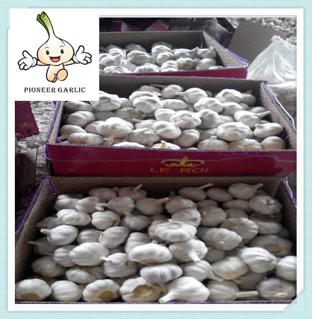 Cheap Price Normal White Garlic Export China Garlic Supplier High Quality Fresh Garlic