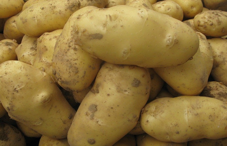 White Skin Shandong Holland Potato Rich Nutritions For Storing