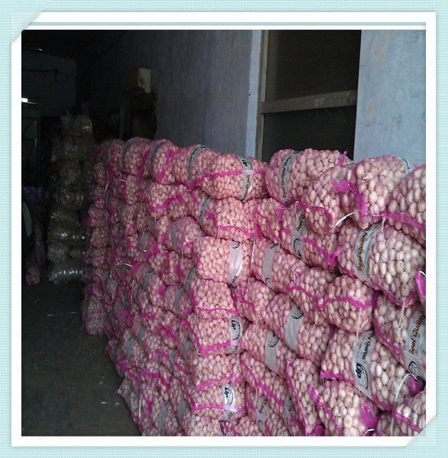 Fresh Garlic in Cold Storage 5p Carton To NICARAGUA Market