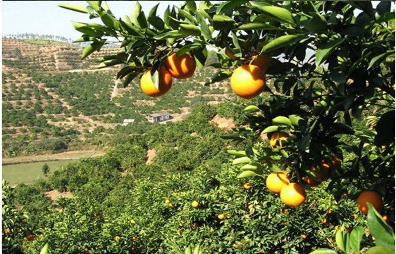 naranja de ombligo fresca dulce de miel jugosa de 90 mm con apariencia ordenada para la fruta del regalo