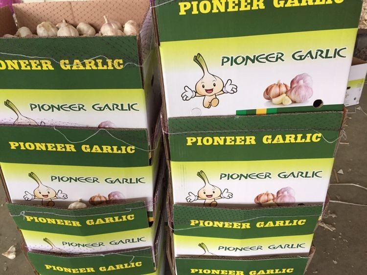 2017 year new crop china garlic with lower price