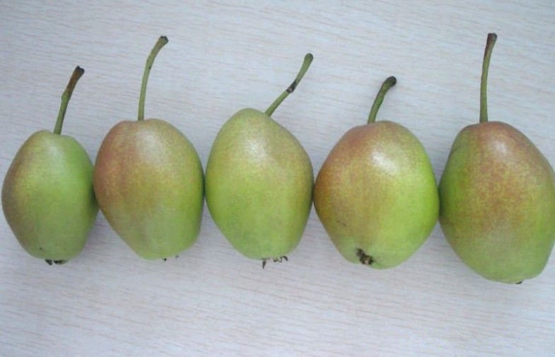 pera max red bartlett, salud dulce de peras frescas con RDA alta, apariencia de color dorado