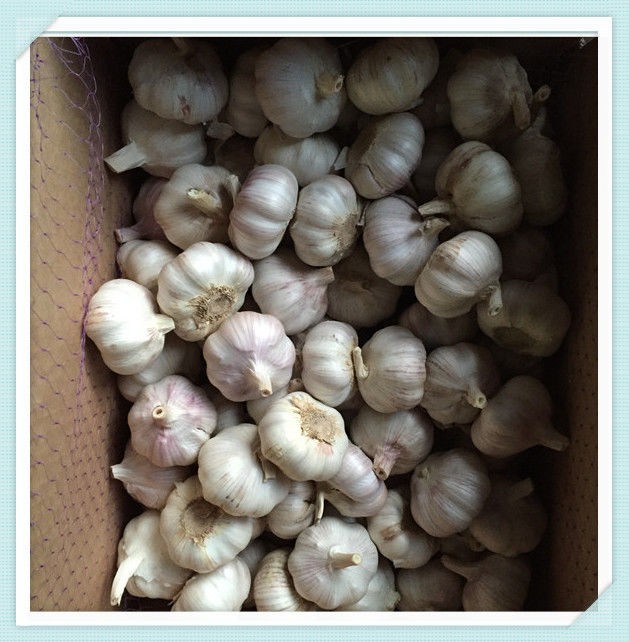 2015 New Crop Fresh Garlic normal White Garlic Shandong Garlic