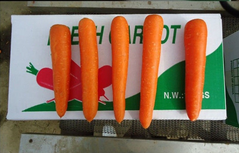 Zanahoria orgánica dulce fresca de color rojo anaranjado que contiene carotenos ricos y vitamina A