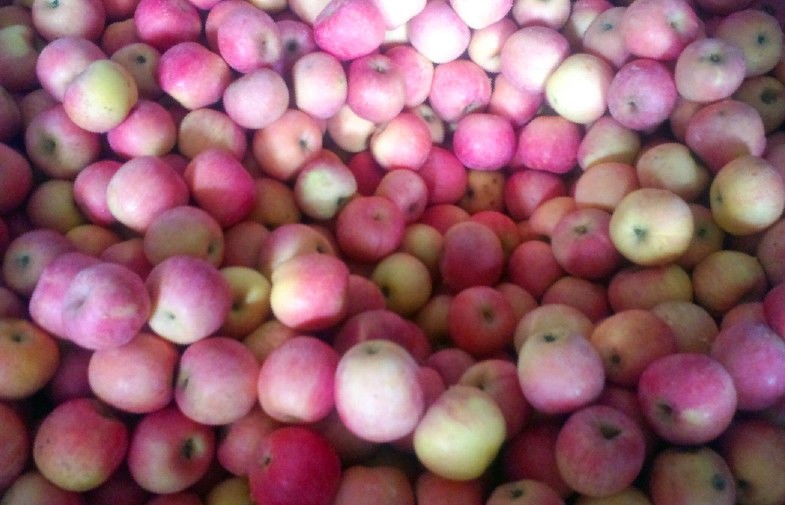 Cold Storage Fresh Red Fuji Apple , Delicious Sweet Pome Fruit