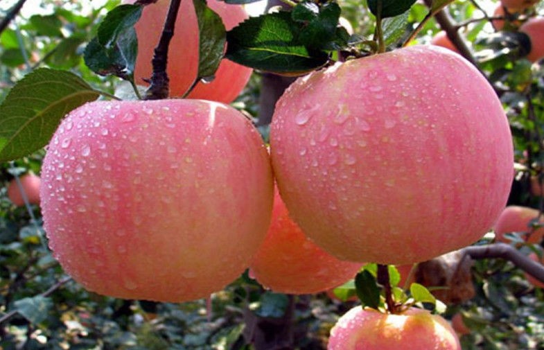 vitamin-C and beta-carotene Large Fuji Apple good source of B-complex vitamins Consumption of foods rich in vitamin C