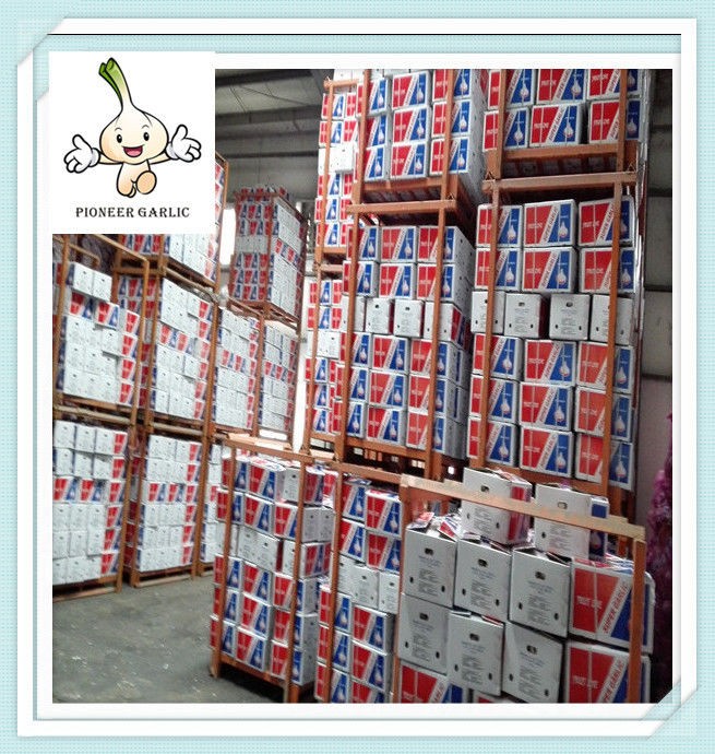 Ajo fresco blanco puro de alta calidad de Shandong / ajo blanco fresco de bajo precio de China