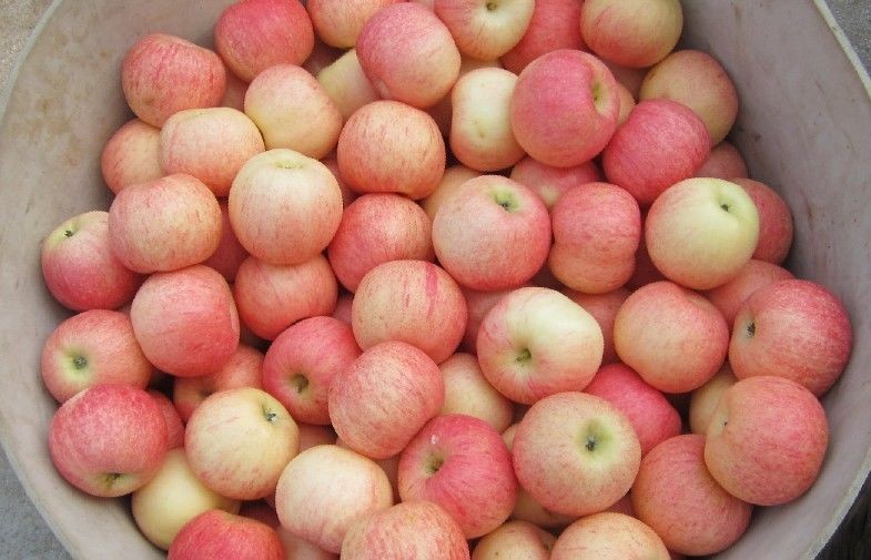 Clean Smooth Fresh Fuji Apple No Spots Contains Vitamin E , Protein, Early results saplings, High fruit setting rate