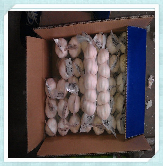 wholesale garlic price market with good quality in China