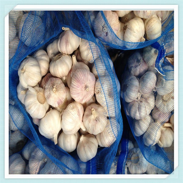 Fresh pure white normal white garlic 4cm 4.5cm 5cm up in carton or mesh bag
