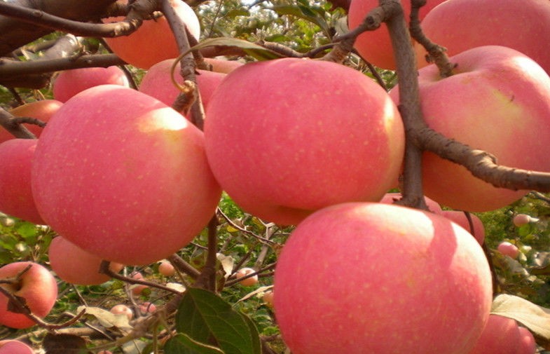 Fresh Organic Crisp Large Fuji Apple Containing Sugars For Market, core transparent