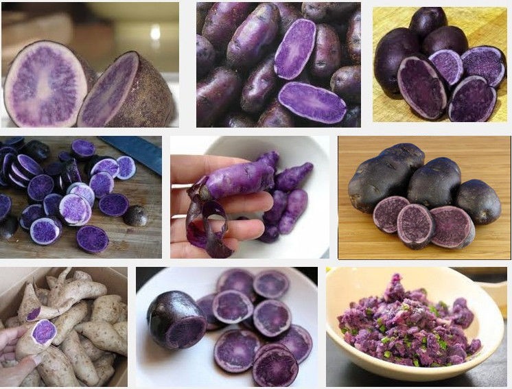 Long Purple Organic Potatoes Good Taste With Rich Nutritions