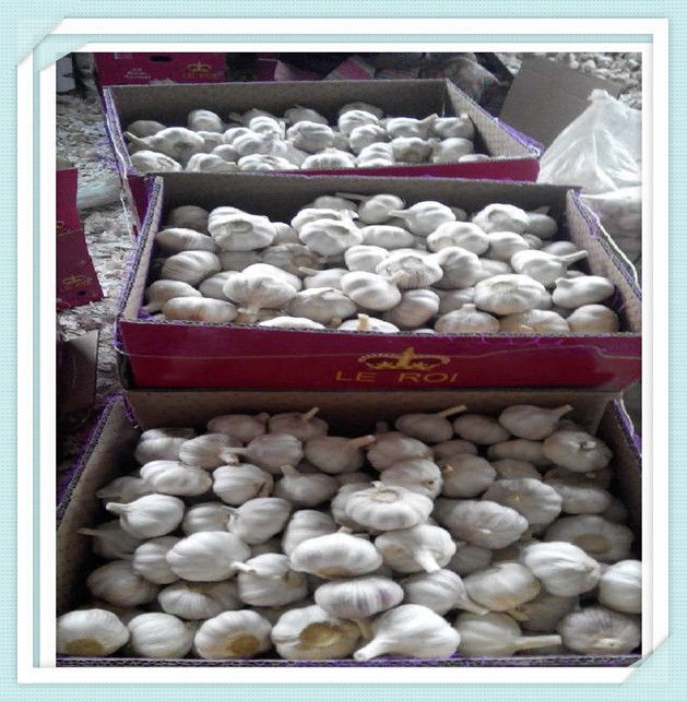 2015 Crop China Shandong Province fresh white normal garlic