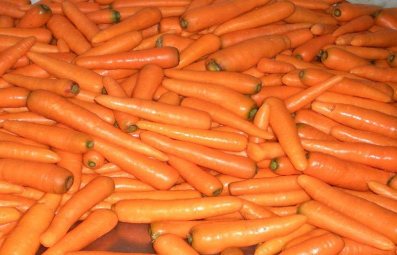 Fresco ninguna zanahoria orgánica del pesticida residual con la base rubicunda de la zanahoria para la salud