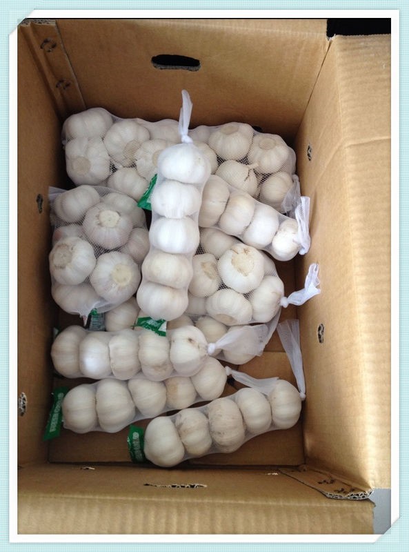 Fresh garlic in cold storage for sale 2015 New Crop Fresh Shandong Garlic