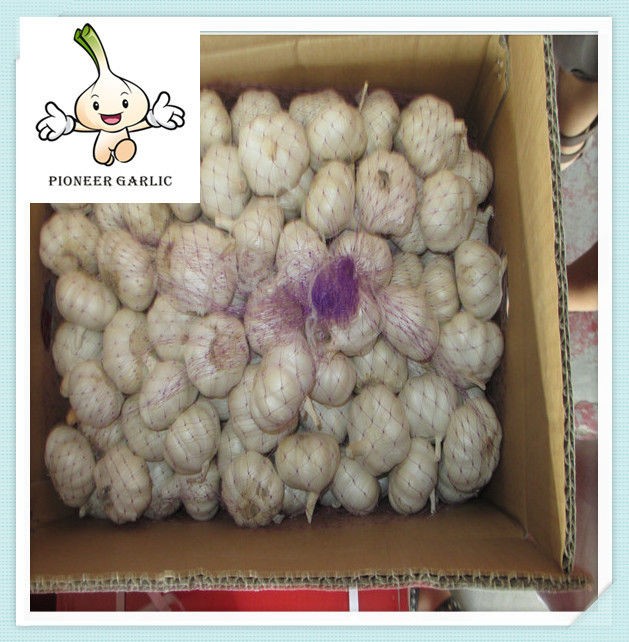 hot sale 20kg mesh bag packing 5.0cm garlic NORMAL white garlic 5.0CM&UP
