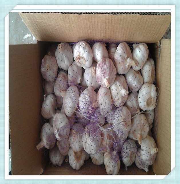 jinxiang export red garlic Natural Garlic in Jinxiang with Normal Color