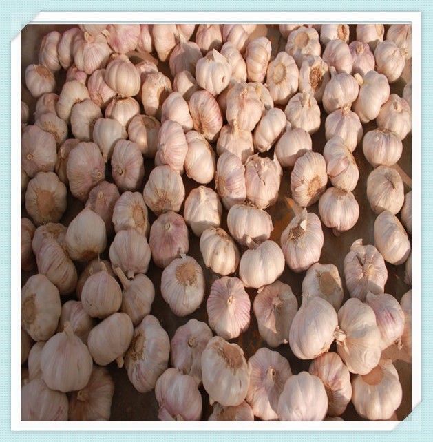 shandong jining chinese white garlic fresh normal white garlic 2015 new crop