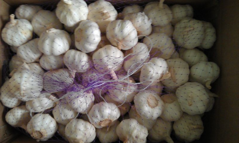 Fresh Natural Garlic Best Qualty Competitive Price China